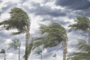 Low-angle landscape view of heavy rain and storm winds blowing the tops of several palm trees.