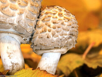 Two Lepiota mushrooms surrounded by Autumn leaves