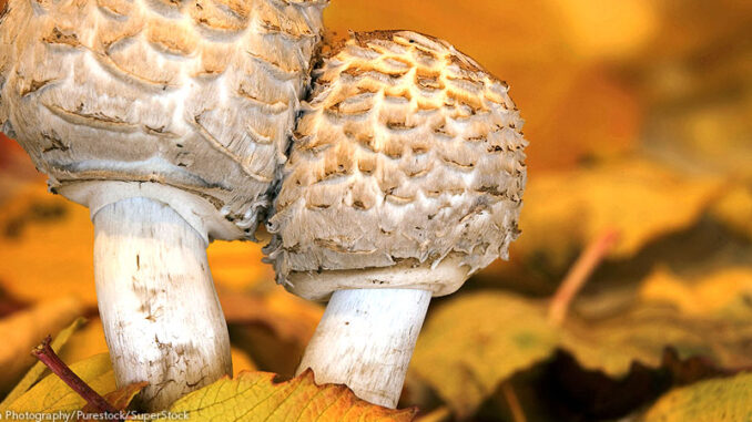 FS_02P_102313 Two Lepiota mushrooms surrounded by Autumn leaves