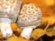 Two Lepiota mushrooms surrounded by Autumn leaves