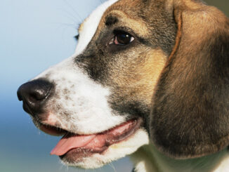 A panting beagle puppy