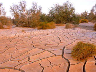 Dried Mud, Imperial Valley, CA. Photo: Nature Picture Library/Alamy.