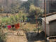 Homes in Kathmandu, Nepal.