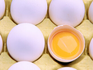 Full-frame close-up of white eggs in a cardboard tray, one eggshell broken open and showing the yolk. Pixtal/AGE Fotostock. MHE World. Pixtal.