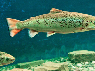 Full-length view of an Atlantic Salmon (Salmo salar) swimming in a museum aquarium, Doaktown, New Brunswick, Canada. (c) steve bly / Alamy. MHE World.