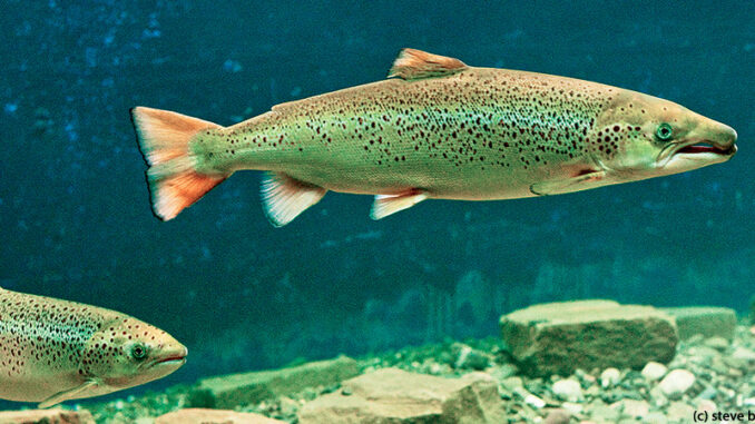 BJGACDCMYK Full-length view of an Atlantic Salmon (Salmo salar) swimming in a museum aquarium, Doaktown, New Brunswick, Canada. (c) steve bly / Alamy. MHE World.