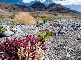 Death Valley Wildflowers. Steve Geer/Getty Images/iStockphoto. MHE Canada;MHE USA.