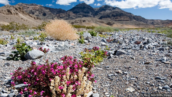 91884296 Death Valley Wildflowers. Steve Geer/Getty Images/iStockphoto. MHE Canada;MHE USA.