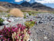 Death Valley Wildflowers. Steve Geer/Getty Images/iStockphoto. MHE Canada;MHE USA.