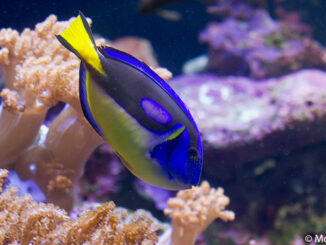 Yellow belly blue tang. © McGraw-Hill Education. MHE World.