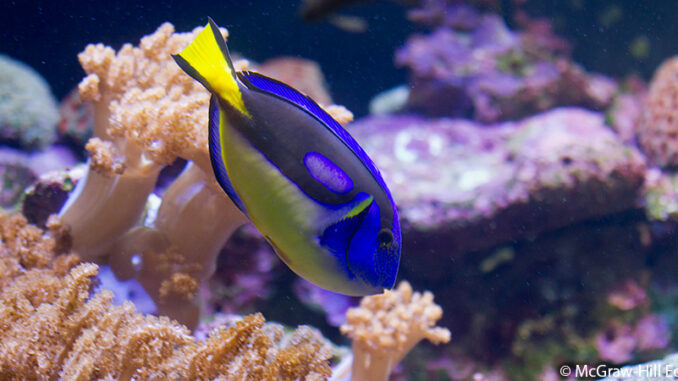 SEG013556 Yellow belly blue tang. © McGraw-Hill Education. MHE World.