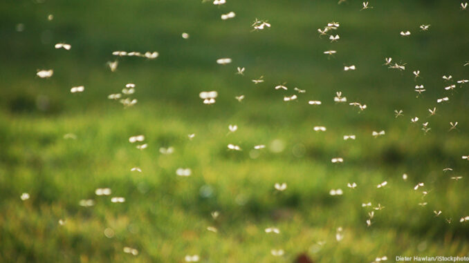 080916_01P_FS Swarm of mosquitoes: Dieter Hawlan/iStockphoto/Getty Images