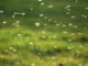 Swarm of mosquitoes: Dieter Hawlan/iStockphoto/Getty Images