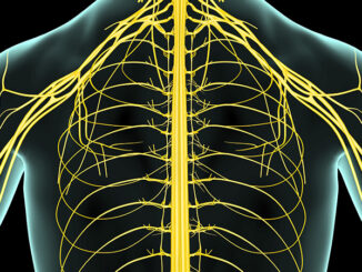 The nerves of the upper body. MedicalRF.com. MHE World