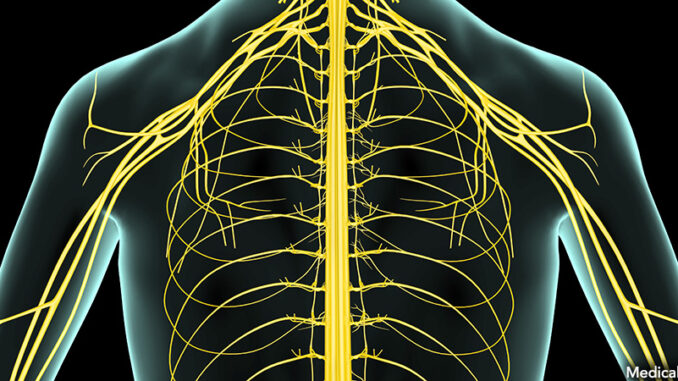 081616_02P_FS The nerves of the upper body. MedicalRF.com. MHE World