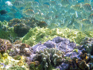 School of Convict Tang and coral diversity in Hawaii. Claire Fackler, CINMS, NOAA. MHE World.