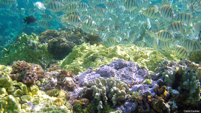 083116_01P_FS School of Convict Tang and coral diversity in Hawaii. Claire Fackler, CINMS, NOAA. MHE World.
