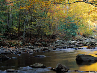River Flowing Over Rocks, Greenbrier Area, Great Smoky Mountains National Park, Tennessee, USA. Design Pics / Natural Selection Robert Cable. MHE World