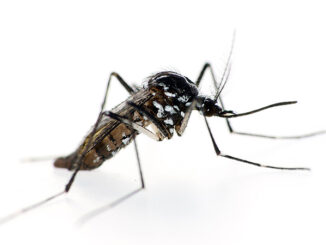 Close-up of a tiger mosquito (Aedes albopictus) against a white background. This mosquito is a disease vector for many viral pathogens, including yellow fever, Zika, dengue fever and Chikungunya fever.