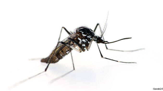 101816_02P_FS Close-up of a tiger mosquito (Aedes albopictus) against a white background. This mosquito is a disease vector for many viral pathogens, including yellow fever, Zika, dengue fever and Chikungunya fever.