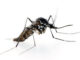 Close-up of a tiger mosquito (Aedes albopictus) against a white background. This mosquito is a disease vector for many viral pathogens, including yellow fever, Zika, dengue fever and Chikungunya fever.