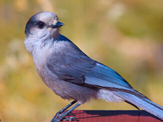 Full-length view of a Gray Jay (Perisoreus canadensis) perched on the end of a picnic table.