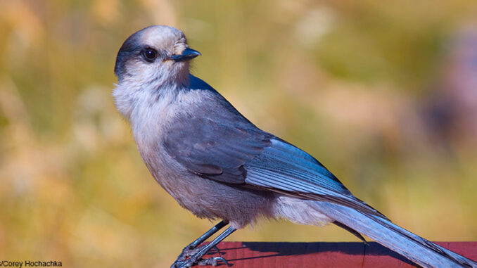 112116_01P_FS Full-length view of a Gray Jay (Perisoreus canadensis) perched on the end of a picnic table.