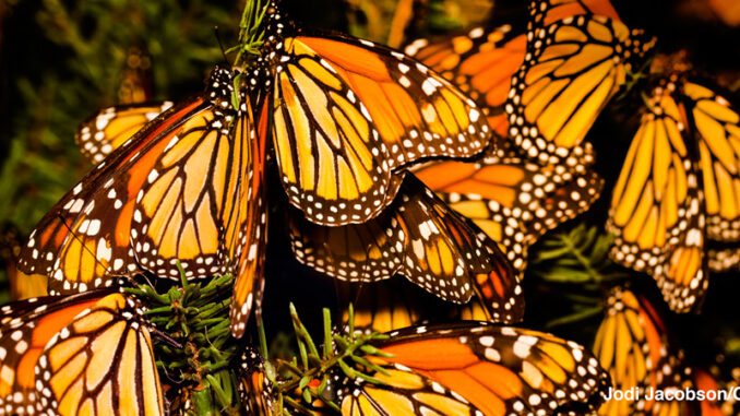 157611073 a cluster of monarch butterfiles photographed up close on a tree
