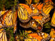 a cluster of monarch butterfiles photographed up close on a tree