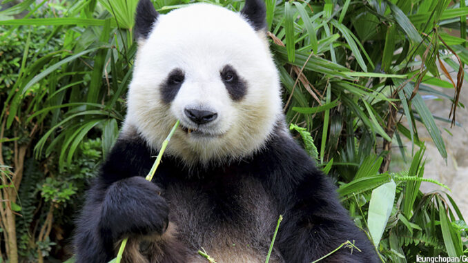 22817_03P_FS Seated view of a giant panda (Ailuropoda melanoleuca) sitting and eating bamboo in a zoo, China. Credit: leungchopan/Getty Images