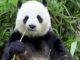 Seated view of a giant panda (Ailuropoda melanoleuca) sitting and eating bamboo in a zoo, China. Credit: leungchopan/Getty Images