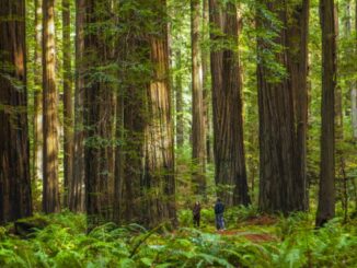 Two people are dwarfed by giant Redwood trees in Humboldt Redwood Forest in northern California, USA.