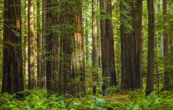 060817_01_IS Two people are dwarfed by giant Redwood trees in Humboldt Redwood Forest in northern California, USA.