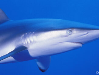 Cropped, close-up view of a shark against blue water, Cuba. Credit: Design Pics/Carson Ganci