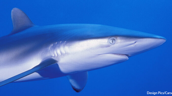 72417_01P_FS Cropped, close-up view of a shark against blue water, Cuba. Credit: Design Pics/Carson Ganci