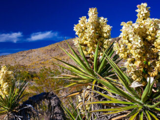 Close-up view of a blooming Mojave Yucca (Yucca schidigera), Joshua Tree National Park California, USA.  Credit: David H. Carriere/Stockbyte/MediaBakery