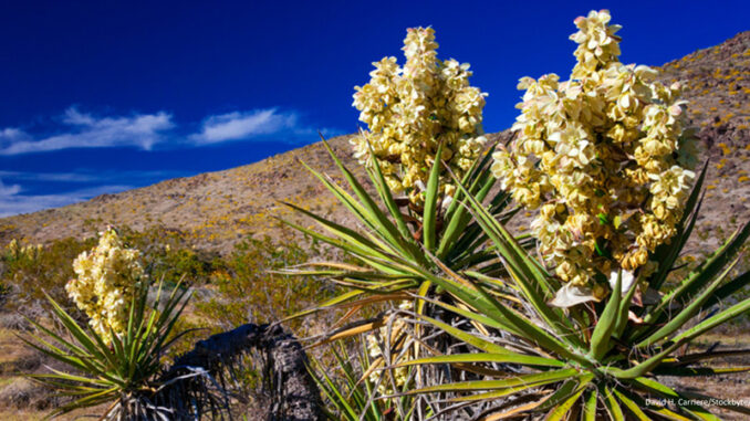 080217_02P_FS Close-up view of a blooming Mojave Yucca (Yucca schidigera), Joshua Tree National Park California, USA. Credit: David H. Carriere/Stockbyte/MediaBakery