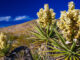 Close-up view of a blooming Mojave Yucca (Yucca schidigera), Joshua Tree National Park California, USA.  Credit: David H. Carriere/Stockbyte/MediaBakery