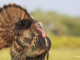 KristianBell/iStockphoto/Getty Images