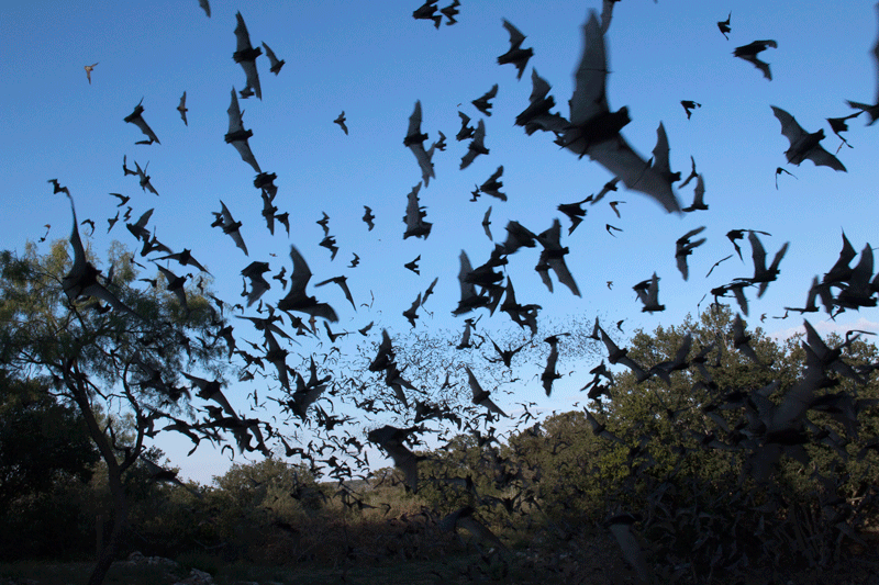 A cloud of flying bats.