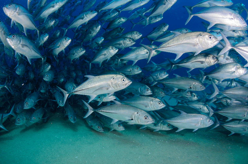 Big eye Trevally Jack, (Caranx sexfasciatus) Forming a polarized school, bait ball or tornado. Cabo Pulmo National Park, Cousteau once named it The world's aquarium. Baja California Sur,Mexico.