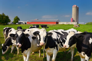 Holstein cows on a dairy farm in Ontario