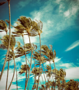 Palm trees in the wind 