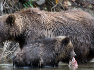 A Grizzly bear mother and child hunt in a stream.