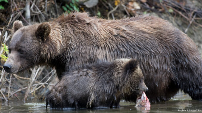 061318_02P_FS A Grizzly bear mother and child hunt in a stream.