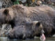 A Grizzly bear mother and child hunt in a stream.
