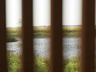 Wetland through beams of the international border wall between Texas and Mexico.