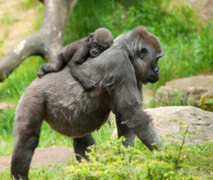 View of a female Gorilla with her sleeping baby. 