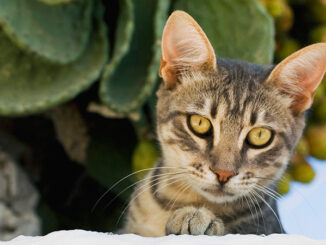 Close-up view of a young brown tabby cat.