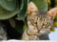 Close-up view of a young brown tabby cat.